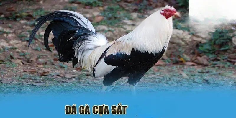 Đá gà cựa sắt nghĩa là gì